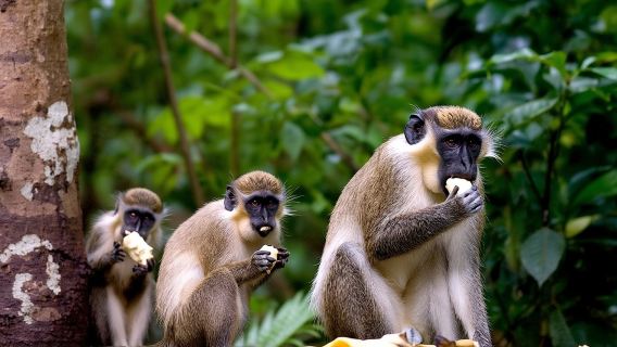 Half-Day Barbados Caves and Critters Tour with Pick Up