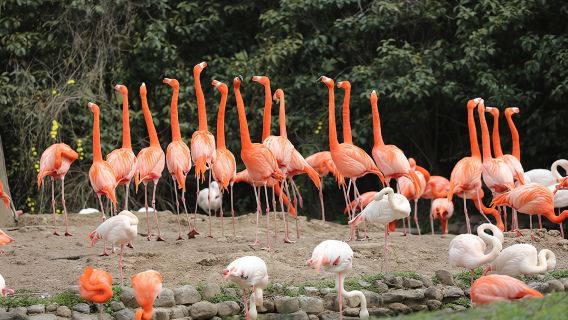 Индивидуальная однодневная экскурсия по Шанхаю: Шанхайский зоопарк