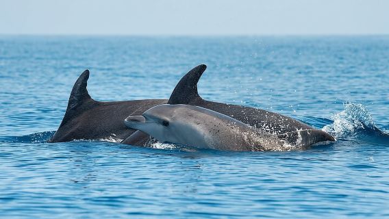 Dolphin Watching Boat Excursion to Figarolo Island from Olbia