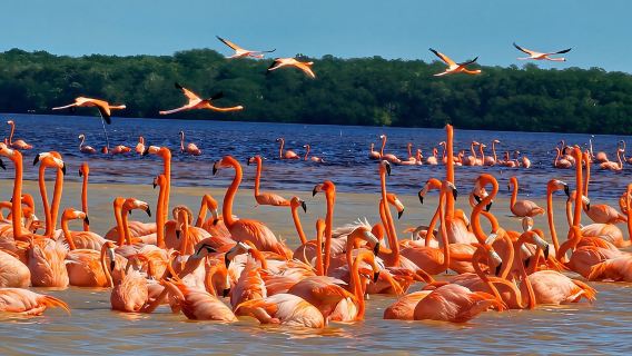 Excursión a Celestún con vistas a los flamencos y al club de playa.