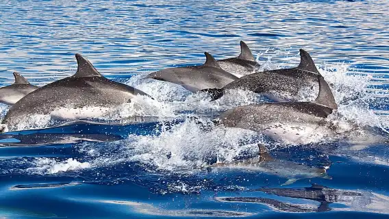 Dolphin and Whales watching cruise from Puerto Rico de Gran Canaria