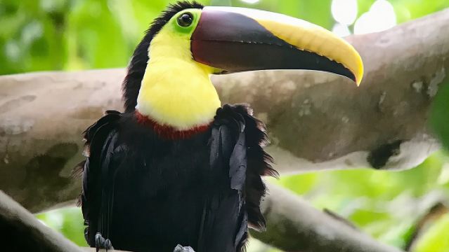 ทัวร์ชมสัตว์ป่าในอุทยานแห่งชาติมานูเอล อันโตนิโอ