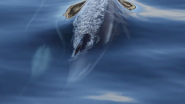 ทรอมเซอ: ทัวร์ล่องเรือฟยอร์ดอาร์กติกและประสบการณ์ตกปลา