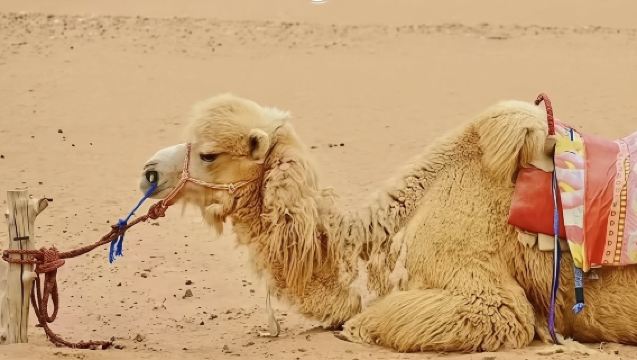庫布齊沙漠一日遊丨純玩無購物丨當地旅行社丨自家發團丨嗨玩沙漠