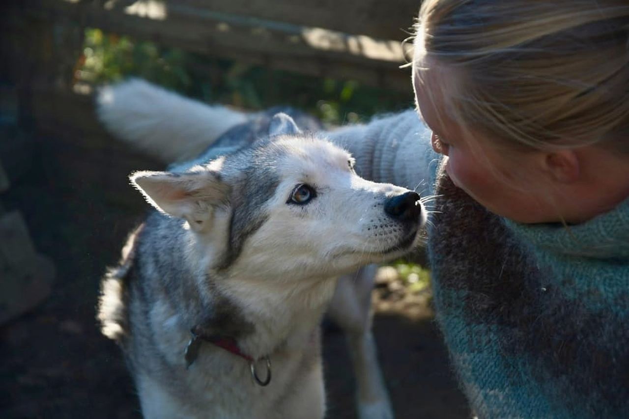 Ivalo - Saariselkä: Husky Walk in the Wilderness