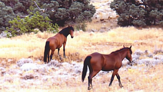 Virginia City Day Tour From Lake Tahoe