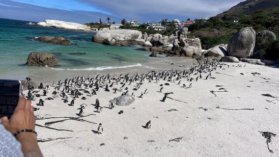Tanjung Harapan, Chapman's Peak Drive, Penguin , anjing laut