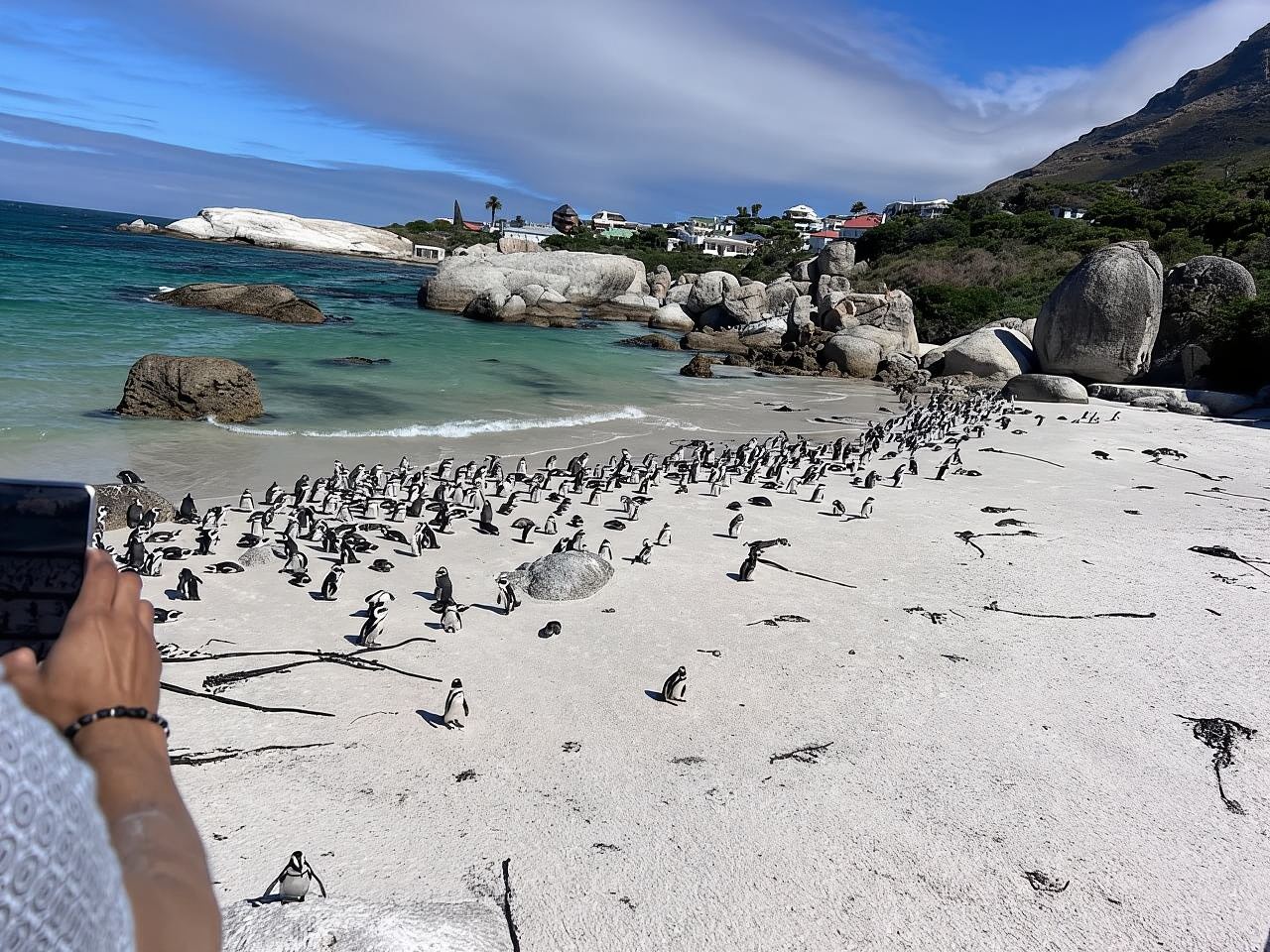 Cape of Good Hope, Chapman's Peak Drive, Penguins , Seals