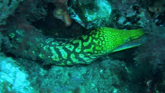 Buceo en Las Canteras