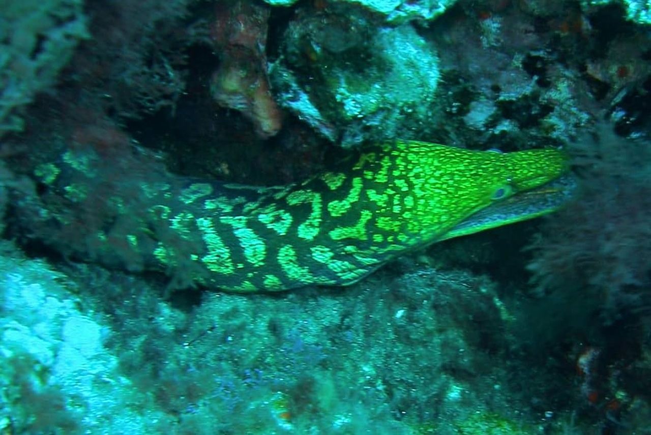 Las Canteras Scuba Diving