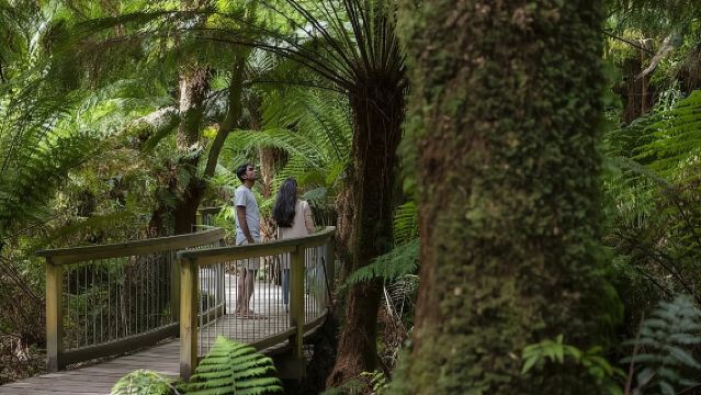 Great Ocean Road, 12 Apostoli, Foresta Pluviale e Tè del Mattino - Melbourne