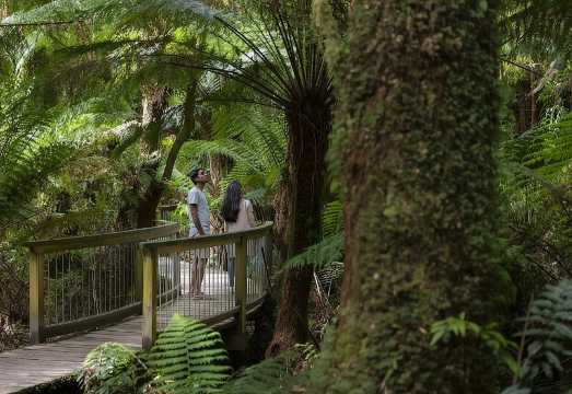 Great Ocean Road, 12 Apostles, Rainforest & Morning Tea-Melbourne AUD 152.97