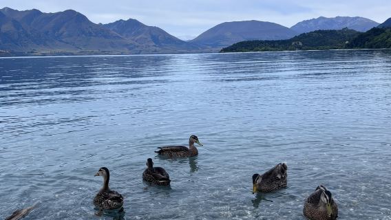 【南島之旅】新西蘭皇后鎮+格林諾奇-天堂小鎮-鹿山公園+箭鎮