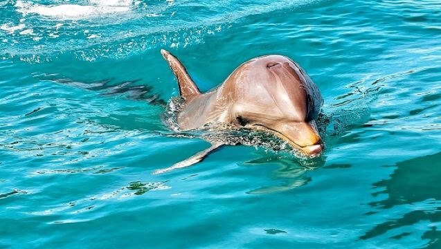 Full-Day Volcanic Wonders & Southwest Tour inc. Wild Dolphin Swim