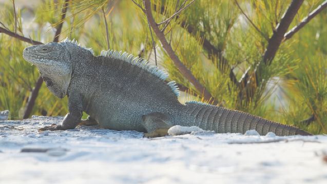 3HR Clear Kayak Mangrove and iguana island Tour in Leeward
