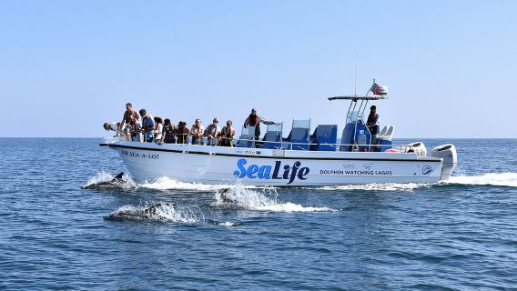 Sealife Sea Safari, Dolphin Watching with Marine Biologist's Lagos