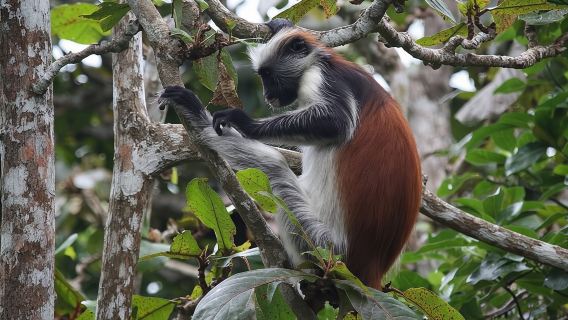 Tour de delfines, bosque Jozani, cueva Jambiani Kuza, playa Paje y restaurante The Rock