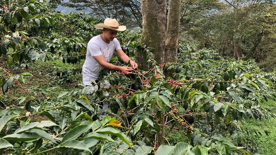 Ladang Kopi dan Lawatan Berjalan Kaki Salento