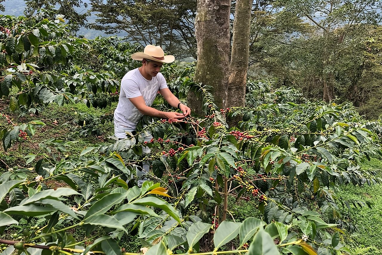 Coffee Farm and Salento Walking Tour
