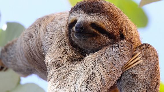 Rainforest Combo: fauna selvatica, cioccolato e meraviglie delle cascate