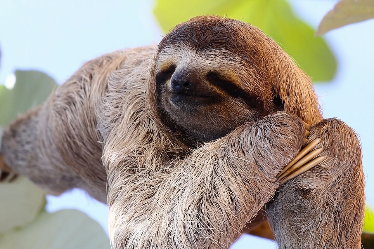 Paquete Selva Tropical: Vida Silvestre, Chocolate y Maravillas de Cascadas