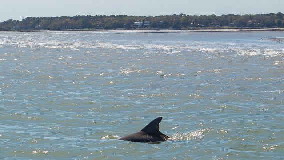 Tour di 90 minuti per vedere i delfini a Hilton Head