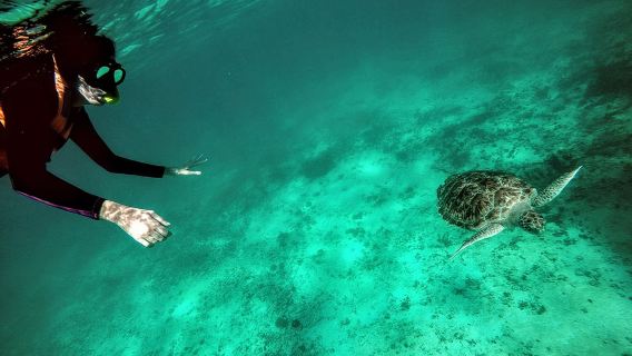 Private Cenote- und Schnorcheltour mit Schildkröten in Akumal