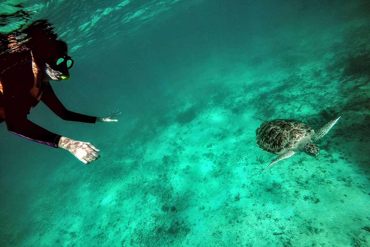 Tour privado: Cenote y snorkel con tortugas en Akumal