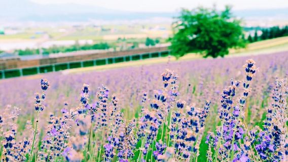 日本北海道富田農場+青池一日遊/行程可調-可客製化多日遊