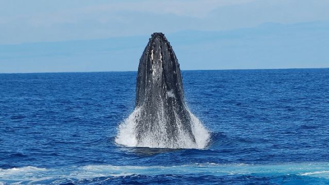 การชมวาฬบนเกาะใหญ่