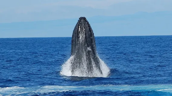 Big Island: Tour di avvistamento balene