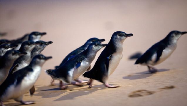 Phillip Island Penguin Parade, Wildlife and Beach Boxes Bus Tour