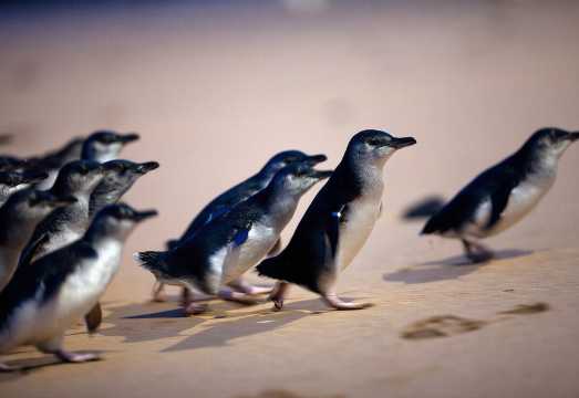 Phillip Island Penguin Parade, Wildlife and Beach Boxes Bus Tour AUD 158.06