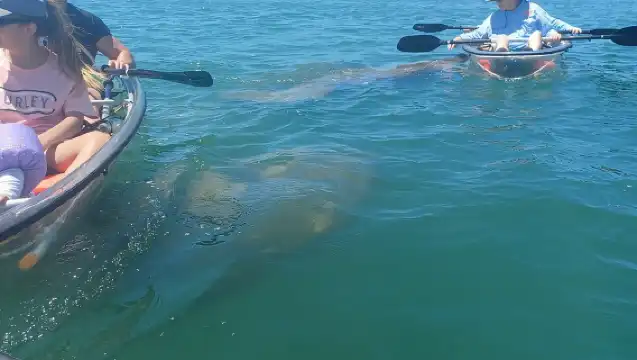 Clear Kayak Glass Bottom Day Tour - Anna Maria Island
