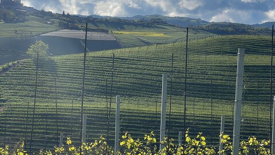 Langhe Wine Tour dengan Sommelier Barolo Barbaresco & seterusnya