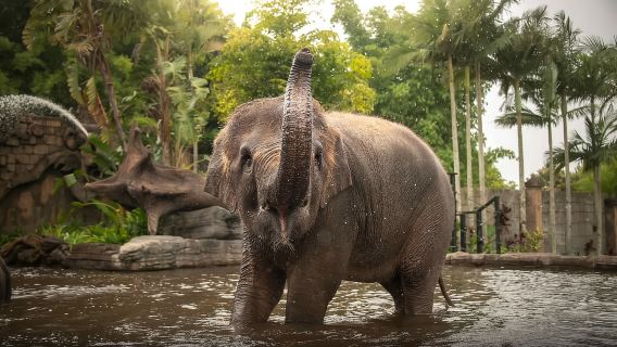 Từ Brisbane: Vé vào cửa và chuyển tiếp đến Vườn thú Úc