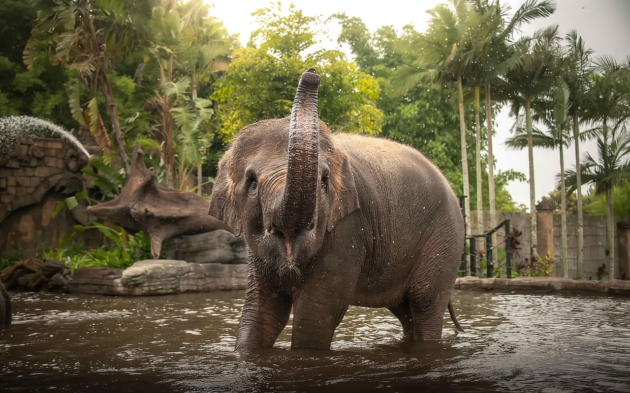 From Brisbane: Australia Zoo Transfer and Entry Ticket