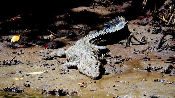 Port Douglas: Daintree-Regenwald und Cape Tribulation Tour