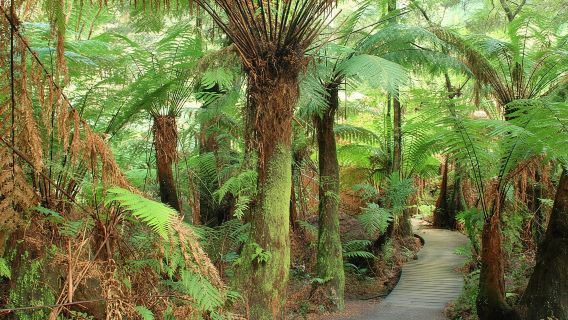 Tour della Great Ocean Road a Melbourne in modo rilassato, inizio alle 8:10