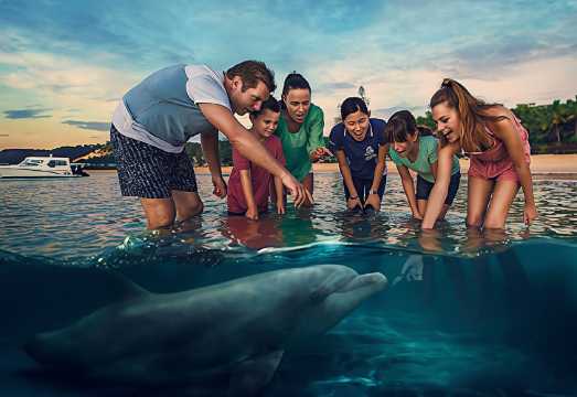 Brisbane Moreton Island Dolphin Island 1-day tour with meal voucher, optional snorkeling, sandboarding, and dolphin feeding AUD 104.18