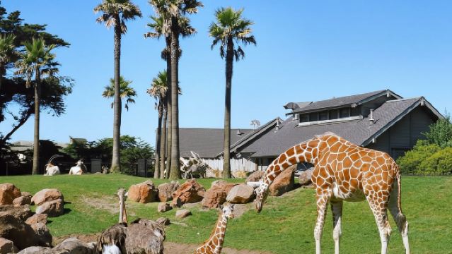 Amerika Syarikat: San Francisco Zoo + Twin Peaks + California Academy of Sciences + Kawasan Hippie|Pilihan perjalanan