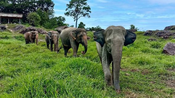 Phuket-Stadtrundfahrt & Elefantenschutzgebiet – Stadt, Tempel, Essen & Aussicht