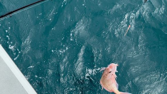 三亞亞龍灣海釣包船【專業海釣艇+魚類資源豐富+亞龍灣碼頭出發】