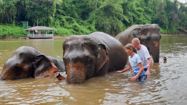 Lawatan Sehari dengan Sewaan Peribadi Berbahasa Cina ke Taman Perlindungan Gajah Chiang Mai + Air Terjun Sticky