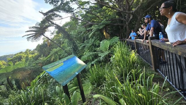 Cape Tribulation, Mossman Gorge and Daintree Rainforest Day Tour