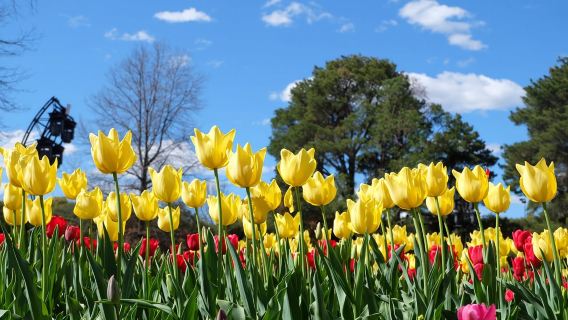 Canberra: Tour có hướng dẫn viên Lễ hội Floriade bao gồm dịch vụ đưa đón