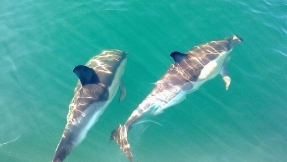 Fuzeta: Dolphin Observation Tour