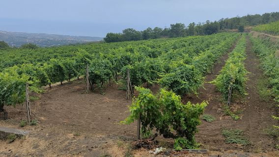 Taormina: Tour Guidato di Mezza Giornata con Degustazione di Vini dell'Etna