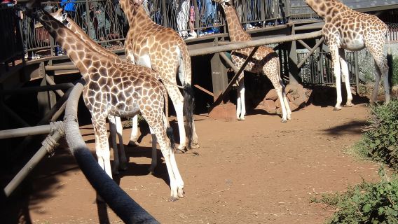 Tour to Giraffe Center from Nairobi