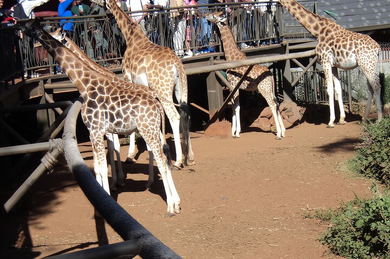 Tour to Giraffe Center from Nairobi
